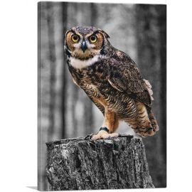 Owl On A Log In Forest