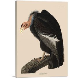 Californian Vulture