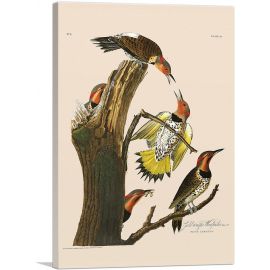 Gold Winged Woodpecker