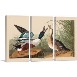 Shoveller Duck-3-Panels-90x60x1.5 Thick