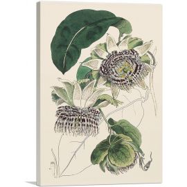 Passiflora Laurifolia Flower 1815