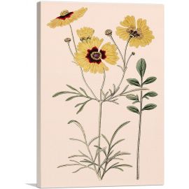 Plains Coreopsis Flowers 1824