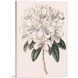 Rhododendron Flower 1843