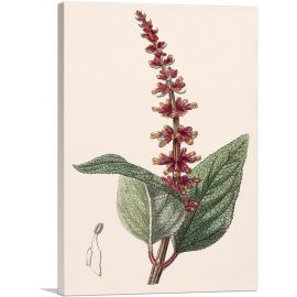 Salvia Confertiflora 1839