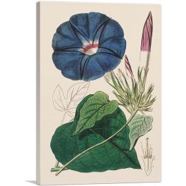 Blue Morning Glory Flower 1815