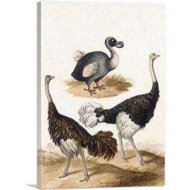 Dodo And The Ostrich Bird
