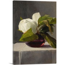Magnolia 1859