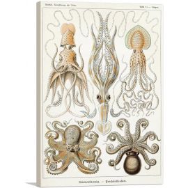 Cephalopods Squid Octopus 1899