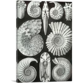 Ammonitida Sea Shells