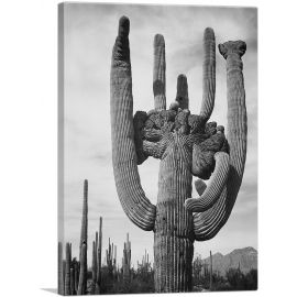 Cactus - Saguaro National Monument - Arizona