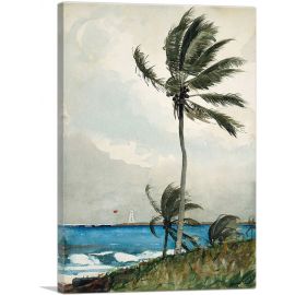 Palm Tree - Nassau 1898