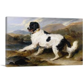Lion - A Newfoundland Dog 1824