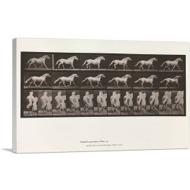 Animal Locomotion - White Horse 1885