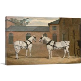 Grey Carriage Horses in the Coachyard at Putteridge Bury Hertfordshire