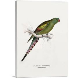 Blossom-Feathered Parakeet