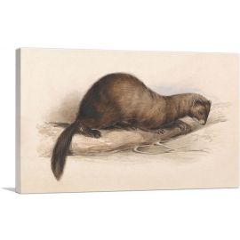 A Weasel 1832