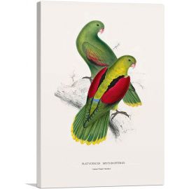 Crimson-Winged Parakeet 1832