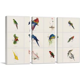 Parrot Cockatoo Macaw Parrakeet Collage Rectangle-3-Panels-90x60x1.5 Thick