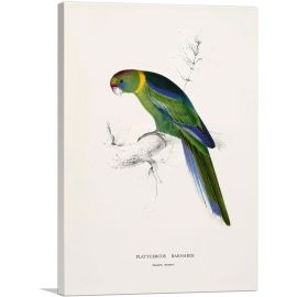 Barnard's Parakeet