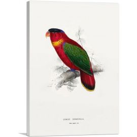 Black-Capped Lory