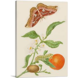 Branch Of Seville Orange With Rothschildia Moth 1702