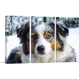 Australian Shepherd Dog-3-Panels-90x60x1.5 Thick