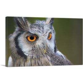 Owl Portrait In Woods Home decor
