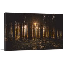 Sunset Shining Through a Thick Forest