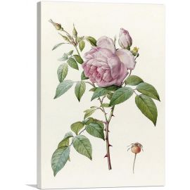 Indica Fragrans Rose
