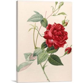 Les Roses 1817