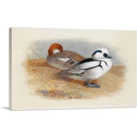 A Pair Of Smew Ducks 1899