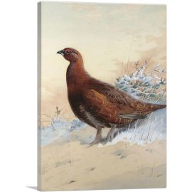 A Red Grouse In The Snow 1909