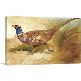 Cock Pheasant 1889