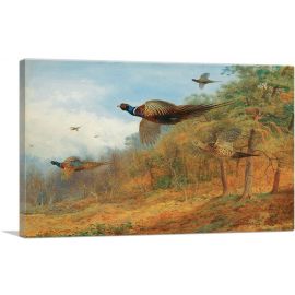 Pheasants Breaking Out Of Cover 1908