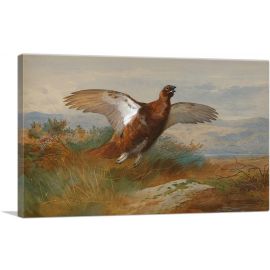 Red Grouse In Flight 1899