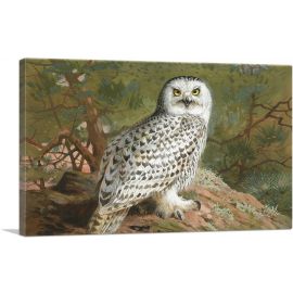 A Female Snowy Owl 1889