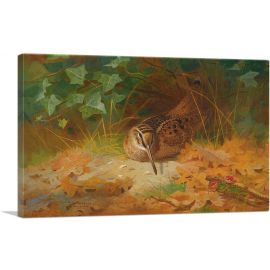 Woodcock 1899