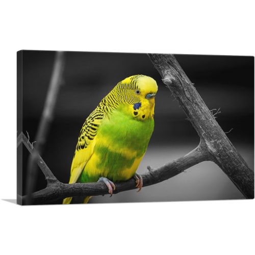 Yellow And Green Parakeet Parrot On Branch