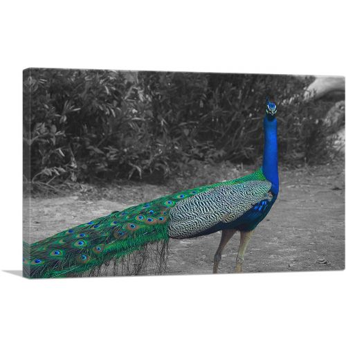 Colorful Peacock In Forest