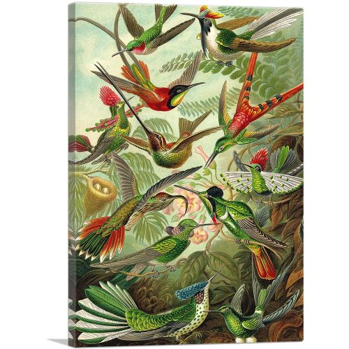 Hummingbirds 1904