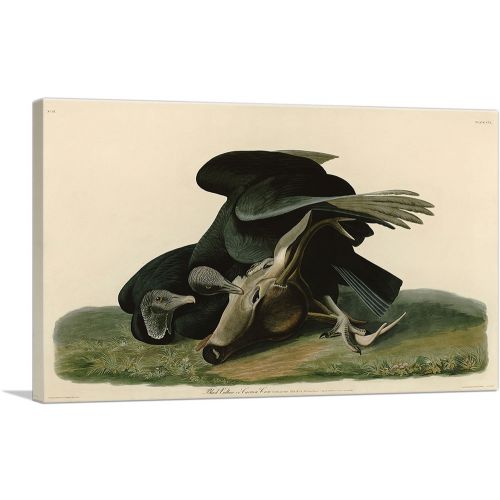 Black Vulture - Carrion Crow