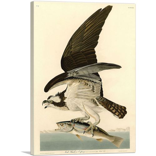 Fish Hawk - Osprey