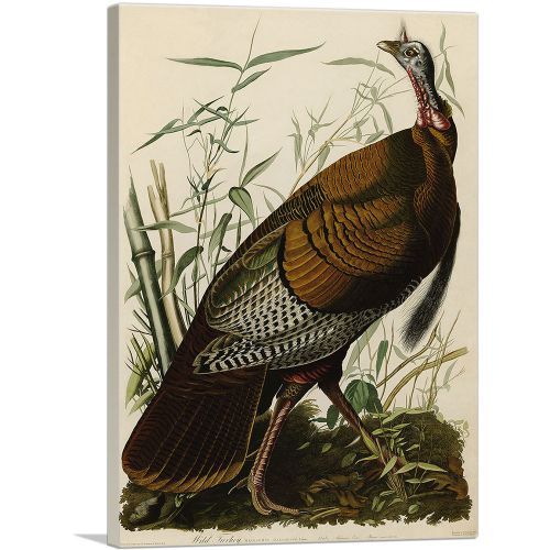 Great American Cock - Wild Turkey