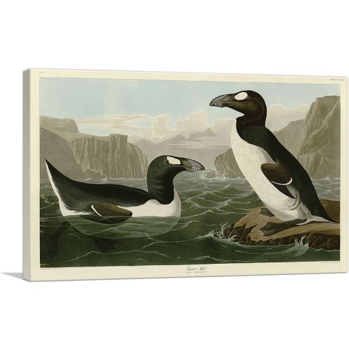 Great Auk - Pinguinus Impennis