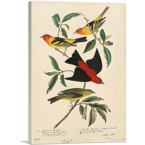 Louisiana Scarlet Tanager