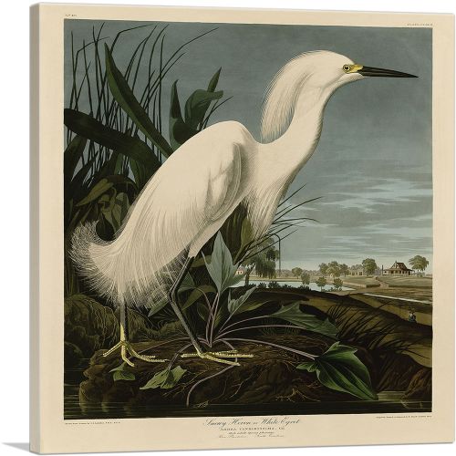 Snowy Heron - White Egret