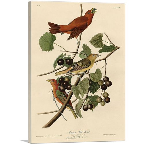 Summer Tanager - Summer Red Bird
