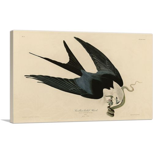 Swallow-Tailed Hawk