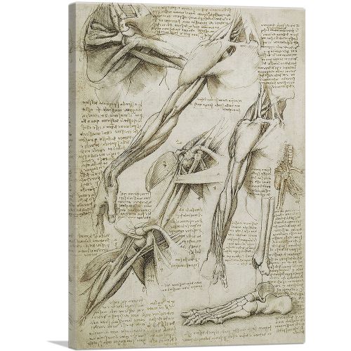 Studies of the Human Body - Muscles of the Arm and Foot