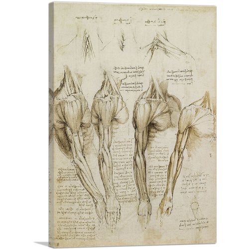 Studies of the Human Body - Muscles of the Shoulder, Arm and Neck